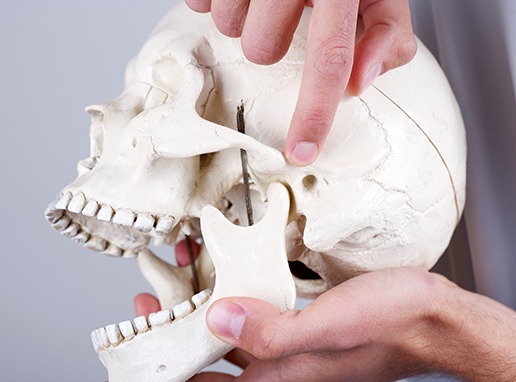 Model of jaw and skull bone used to explain T M J dysfunction